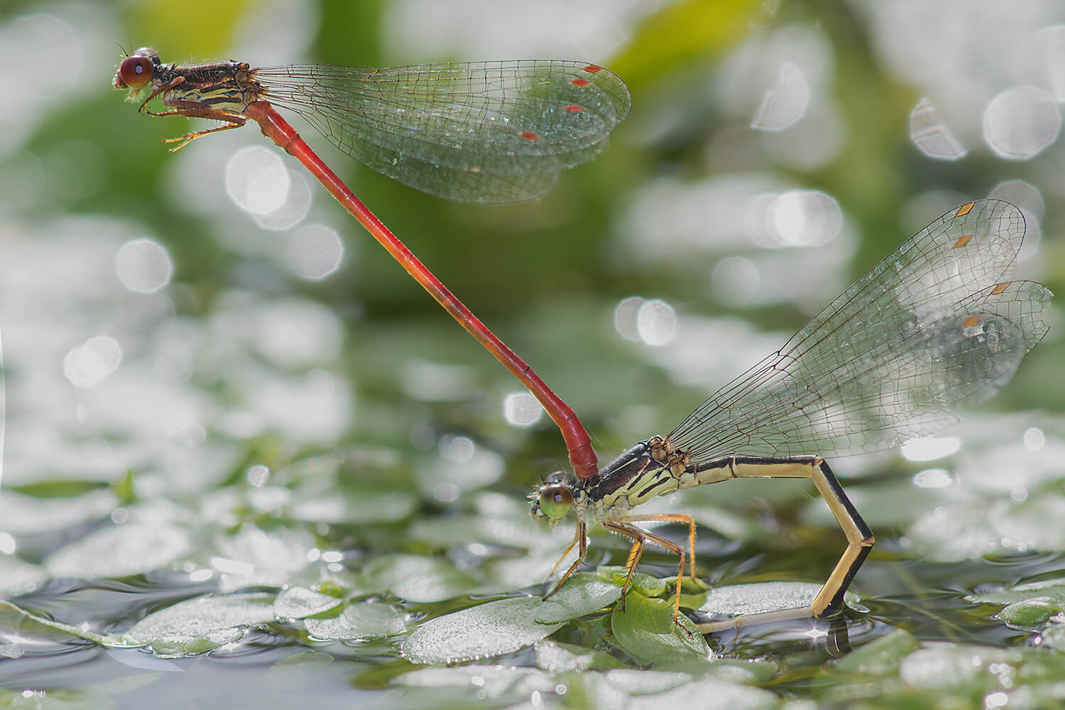 tandem Small Red Damselfy - showing largely black form female with pinkish legs by Santiago Monteagudo Campos